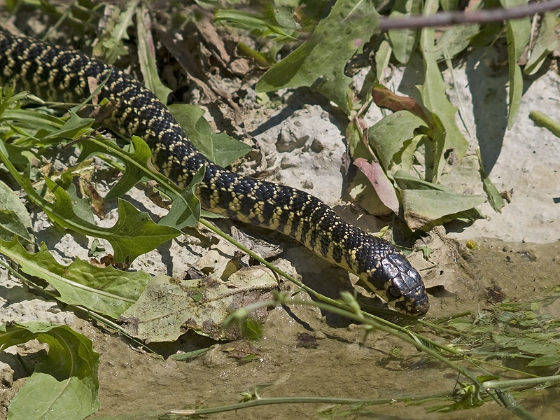 Hierophis viridiflavus